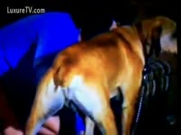 Big brown dog is in heat